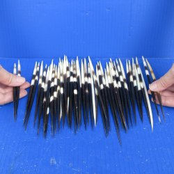 Fifty Thick African Porcupine Quills 6" to 8"