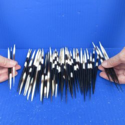 Fifty Thick African Porcupine Quills 6" to 7"