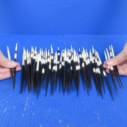 Fifty Thick African Porcupine Quills 6" to 8"