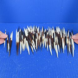 One Hundred B-Grade Small African Porcupine Quills 3" to 5" 