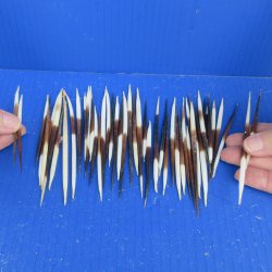 Fifty B-Grade Small African Porcupine Quills 3" to 5" 