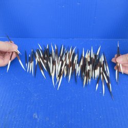 One Hundred B-Grade Small African Porcupine Quills 3" to 5" 