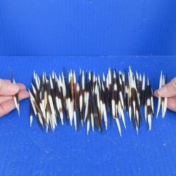 One Hundred B-Grade Small African Porcupine Quills 3" to 5" 