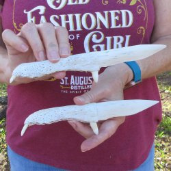 Two piece 8" to 9" Alligator Jaw Bone Knives