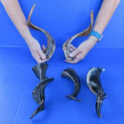 Five Indian Goat Horns, 12" to 15" 