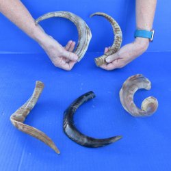  Five Indian Goat Horns, 12" to 15" 