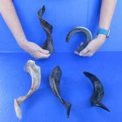  Five Indian Goat Horns, 12" to 15" 