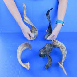  Five Indian Goat Horns, 12" to 15" 