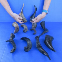 Ten Indian Goat Horns, 8" to 12" 