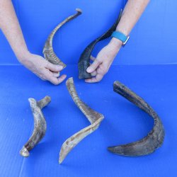  Five Indian Goat Horns, 12" to 15" 