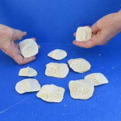 Ten piece 2" to 3" Alligator Osteoderm Bones 