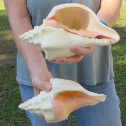 Two piece 8" West Indian Chank Shells