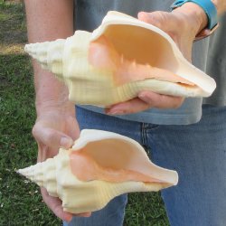 Two piece 8" West Indian Chank Shells