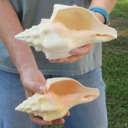 Two piece 8" West Indian Chank Shells