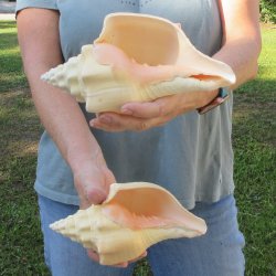 Two piece 8" West Indian Chank Shells
