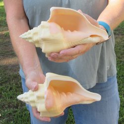Two piece 8" West Indian Chank Shells