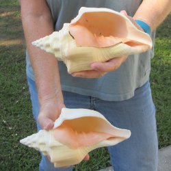 Two piece 8" West Indian Chank Shells
