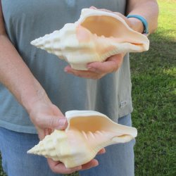 Two piece 7" West Indian Chank Shells
