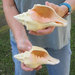 Two piece 7" West Indian Chank Shells