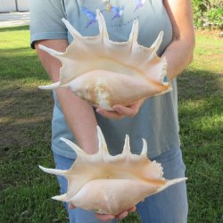 Two piece 11" & 12" Giant Spider Conch Shell  