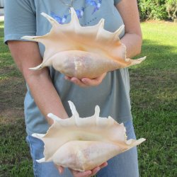Two piece 12" Giant Spider Conch Shell  