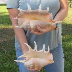 Two piece 11" & 12" Giant Spider Conch Shell  