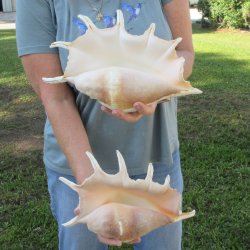 Two piece 11" & 12" Giant Spider Conch Shell  