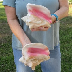 Two piece 6-1/4" & 7" B-Grade Pink Conchs