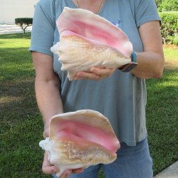 Two piece 8" B-Grade Pink Conchs