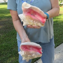 Two piece 7" B-Grade Pink Conchs