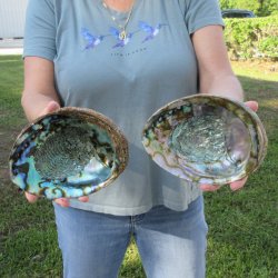Two piece Natural Green Abalone 7"