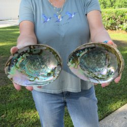 Two piece Natural Green Abalone 7"