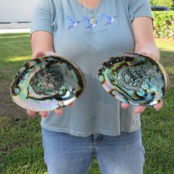 Two piece Natural Green Abalone 6"