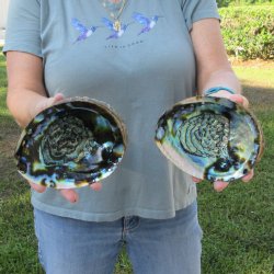 Two piece Natural Green Abalone 6"