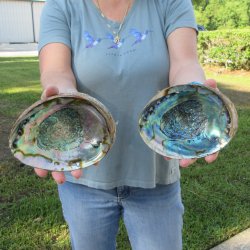 Two piece Natural Green Abalone 6"
