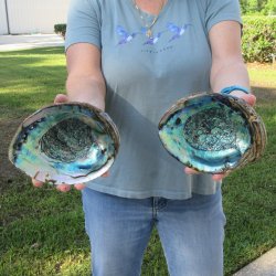 Two piece Natural Green Abalone 6"
