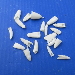 Twenty piece Alligator teeth under 1"  