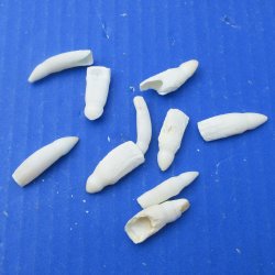 Ten piece Alligator teeth 1" to 1-1/4"