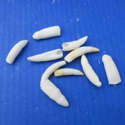 Ten piece Alligator teeth 1" to 1-1/2"