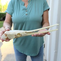 A-Grade 15-1/2" Longnose Gar Skull 