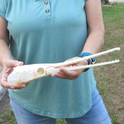 A-Grade 15" Longnose Gar Skull 