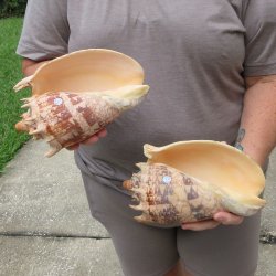 Two piece Imperial Volute Seashells 8"