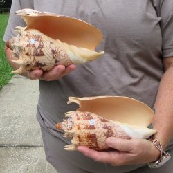 Two piece Imperial Volute Seashells 8"