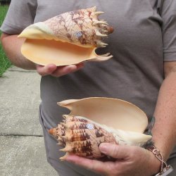 Two piece Imperial Volute Seashells 7"