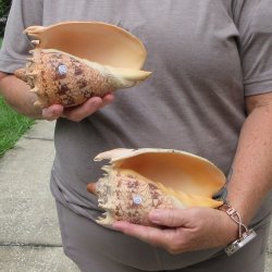 Two piece Imperial Volute Seashells 7"