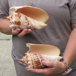 Two piece Imperial Volute Seashells 7"