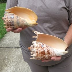 Two piece Imperial Volute Seashells 7"