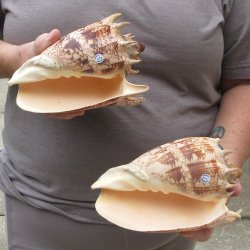 Two piece Imperial Volute Seashells 7"