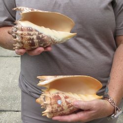 Two piece Imperial Volute Seashells 7"
