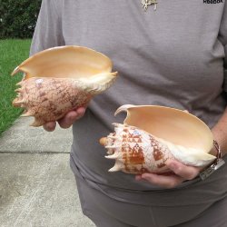 Two piece Imperial Volute Seashells 7"